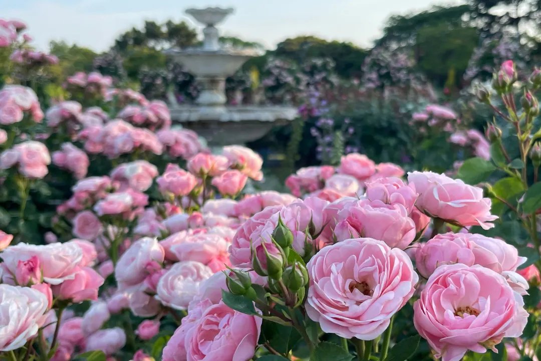 🌸 하마마쓰 플라워 파크 이미지 12